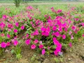 花の駅せらの写真_371791