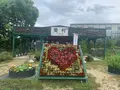 香山ラベンダーの丘の写真_371795