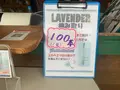 香山ラベンダーの丘の写真_371796