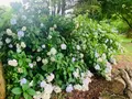 香山ラベンダーの丘の写真_371802