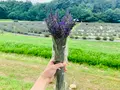 香山ラベンダーの丘の写真_371804