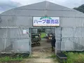 香山ラベンダーの丘の写真_371806