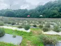 香山ラベンダーの丘の写真_371808