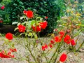 湧永満之記念庭園の写真_372059
