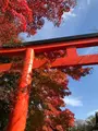 下鴨神社（賀茂御祖神社）の写真_372222