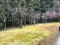 高桐院の写真_372350