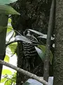 高桐院の写真_372367