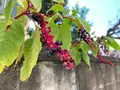 今井町の町並みの写真_372638
