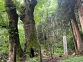 熊野の大トチの写真_372681