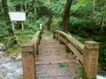 熊野の大トチの写真_372683