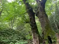 熊野の大トチの写真_372688