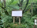 熊野の大トチの写真_372689