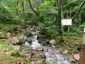 熊野の大トチの写真_372690