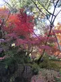 龍安寺の写真_372969