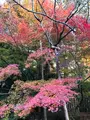 龍安寺の写真_372970