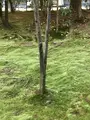 龍安寺の写真_372979