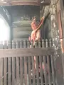 清涼寺 竹仙の写真_373746