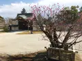 大覚寺の写真_374131