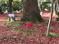 化野念仏寺の写真_374157