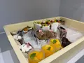 天仁庵 Diminishの写真_374439