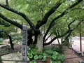 大宝寺の写真_375547