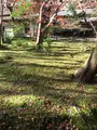 祇王寺の写真_375852
