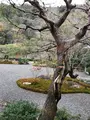 翠嵐 ラグジュアリーコレクションホテル 京都の写真_375882