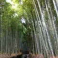 嵐山 竹林の小径の写真_375884