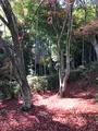 常寂光寺の写真_375893