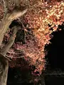 宝厳院の写真_375908
