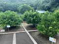 松山城二之丸史跡庭園の写真_376479
