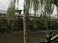 東海館の写真_377727