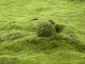 三千院の写真_377904