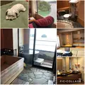胡蝶蘭の写真_378847