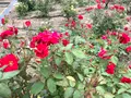 よしうみバラ公園の写真_379011