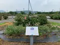 よしうみバラ公園の写真_379012