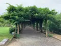 大三島藤公園の写真_379139
