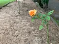 大三島藤公園の写真_379142