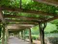 大三島藤公園の写真_379145
