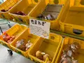 多々羅しまなみ公園の写真_379159