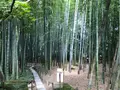 報国寺（竹寺）の写真_380305
