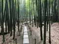 報国寺（竹寺）の写真_380324
