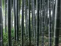 報国寺（竹寺）の写真_380397