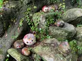 猫の細道の写真_380432