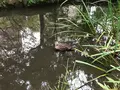せせらぎ公園の写真_381004