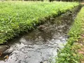 せせらぎ公園の写真_381007