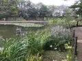 せせらぎ公園の写真_381029