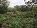 せせらぎ公園の写真_381047