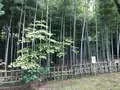 せせらぎ公園の写真_381123