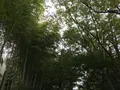 せせらぎ公園の写真_381130